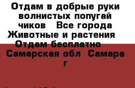 Отдам в добрые руки волнистых попугай.чиков - Все города Животные и растения » Отдам бесплатно   . Самарская обл.,Самара г.